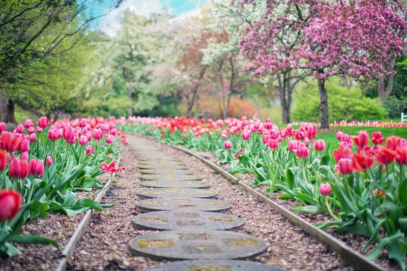 Spring Blooms